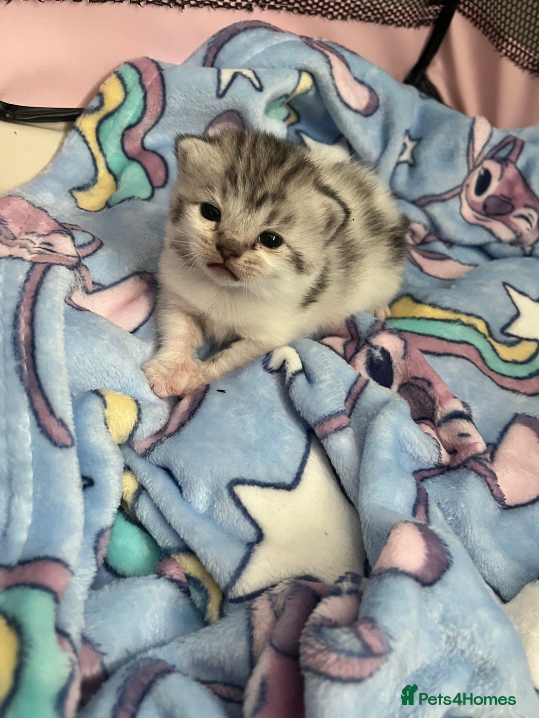 Persian cats for sale: Doll face Persian x - Image 13