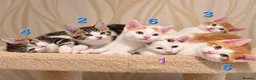 Mixed Breed cats for sale: 🐾 6 Adorable & Playful Kittens - 1 Girl & 5 Boys - Advert 6