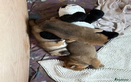 Japanese Shiba Inu dogs for sale: KC Registered Japanese Shiba-Inus  - Image 15