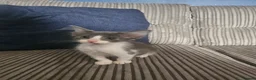 Mixed Breed cats for sale: Loving kittens ready to go - Advert 9