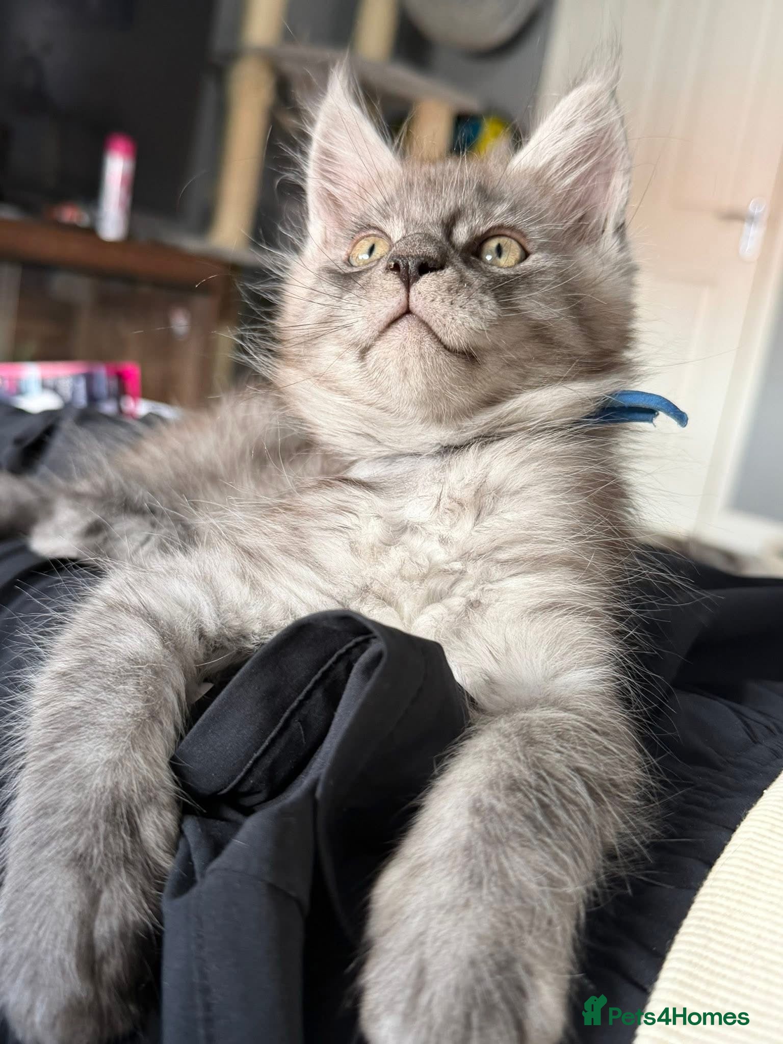 Maine Coon cats Maine Coon Kittens HIGHSMOKE BOY READY NOW   - Advert 2