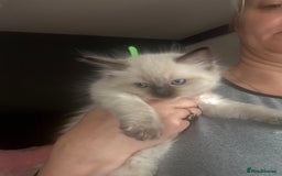 Ragdoll cats for sale: Gorgeous Ragdoll type Kitten - Image 7