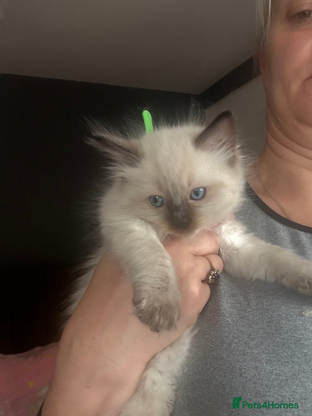 Ragdoll cats for sale: Gorgeous Ragdoll type Kitten - Image 7