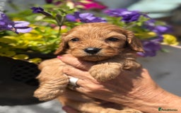 Cavapoo dogs for sale: Ready Now F1 Cavapoo boy - Image 8