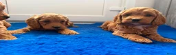 Cavapoo dogs for sale: Ready to find there forever caring homes 💙🩷 - Advert 12