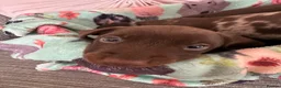 Miniature Dachshund dogs for sale: KC registered smooth haired mini dachshund puppies - Advert 16