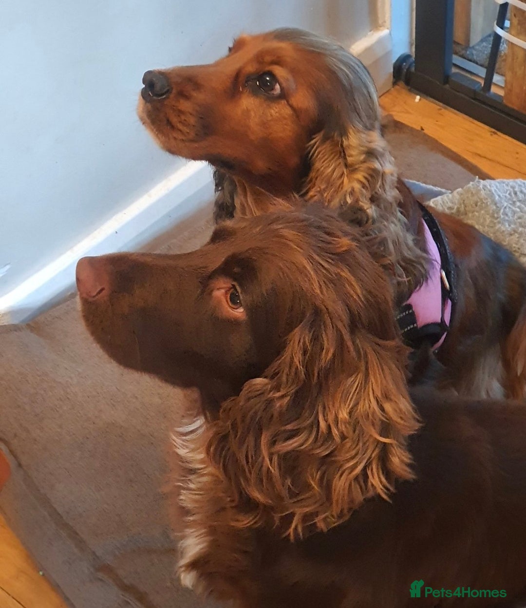 Cocker Spaniel dogs for sale: Litter of gorgeous cocker spaniel puppies  - Advert 10