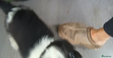 Border Collie dogs - Advert 1