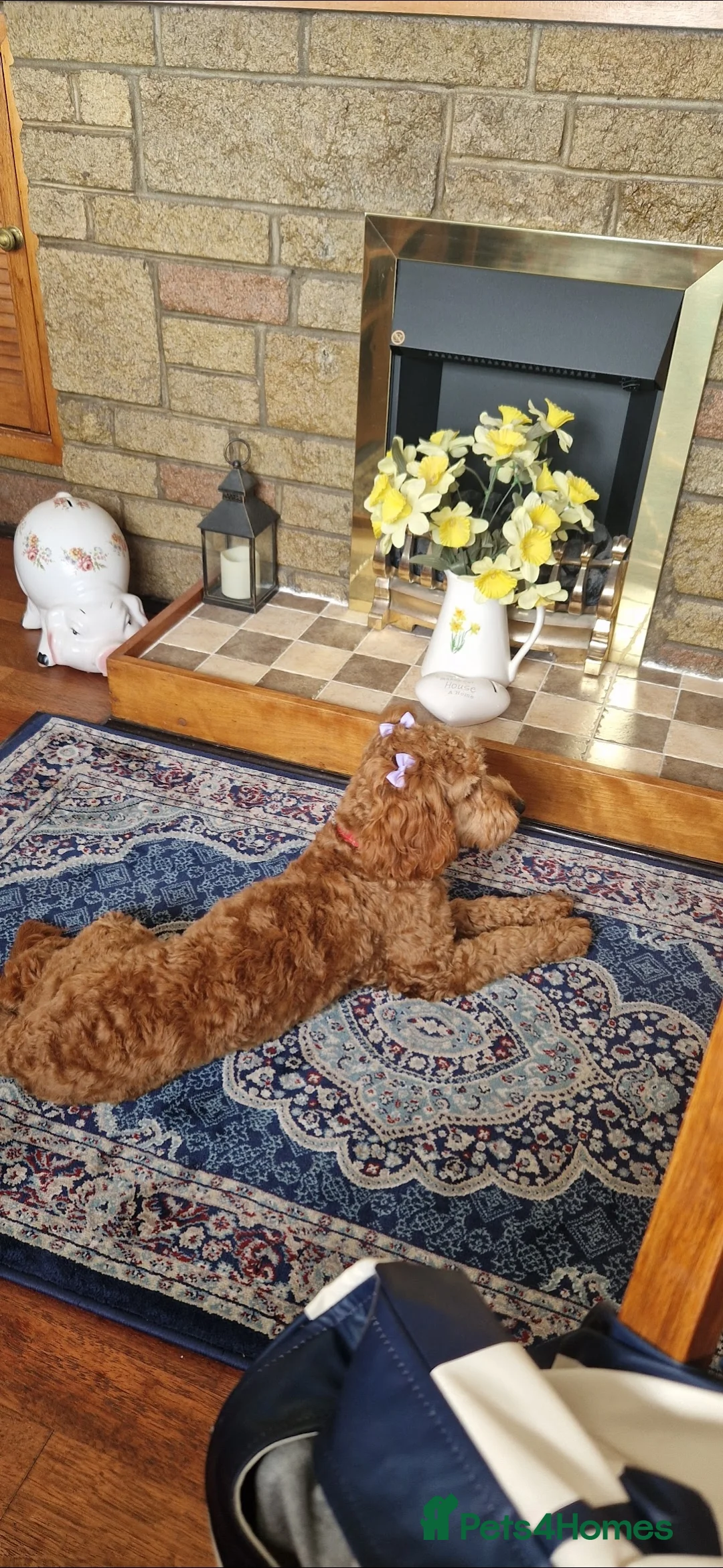 Cockapoo dogs for sale: Cockapoo  - Advert 3