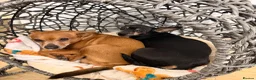 Russian Toy Terrier dogs for sale: KC Russian Toy Terrier - Advert 2
