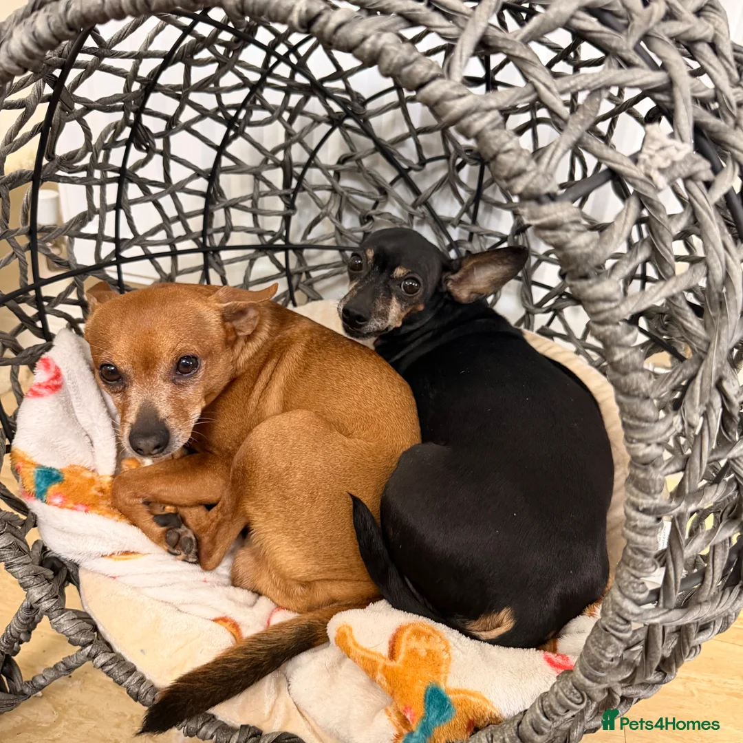 Russian Toy Terrier dogs for sale: KC Russian Toy Terrier - Advert 2