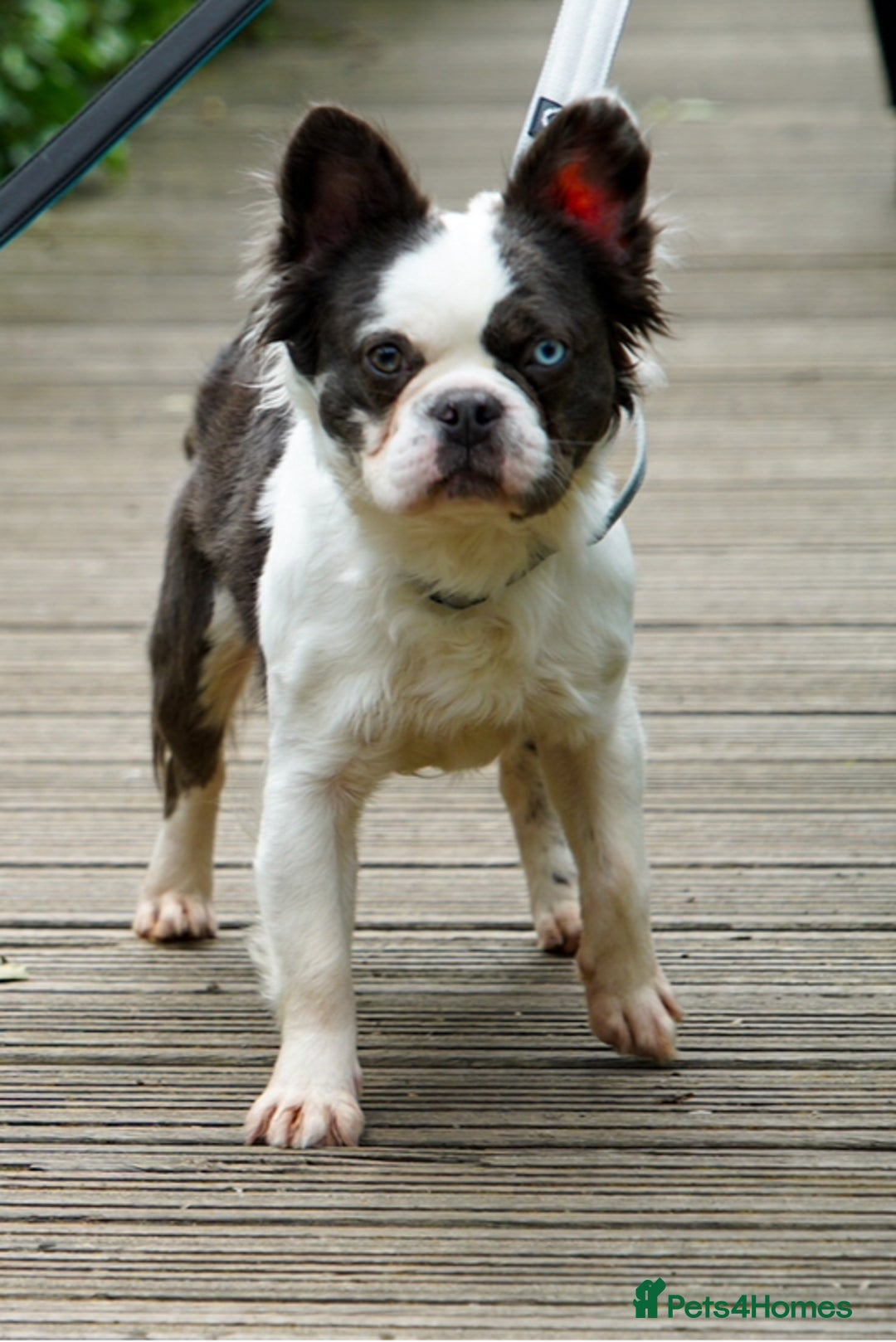 French Bulldog dogs for stud: fluffy French bulldog for stud in Stanley - Advert 5