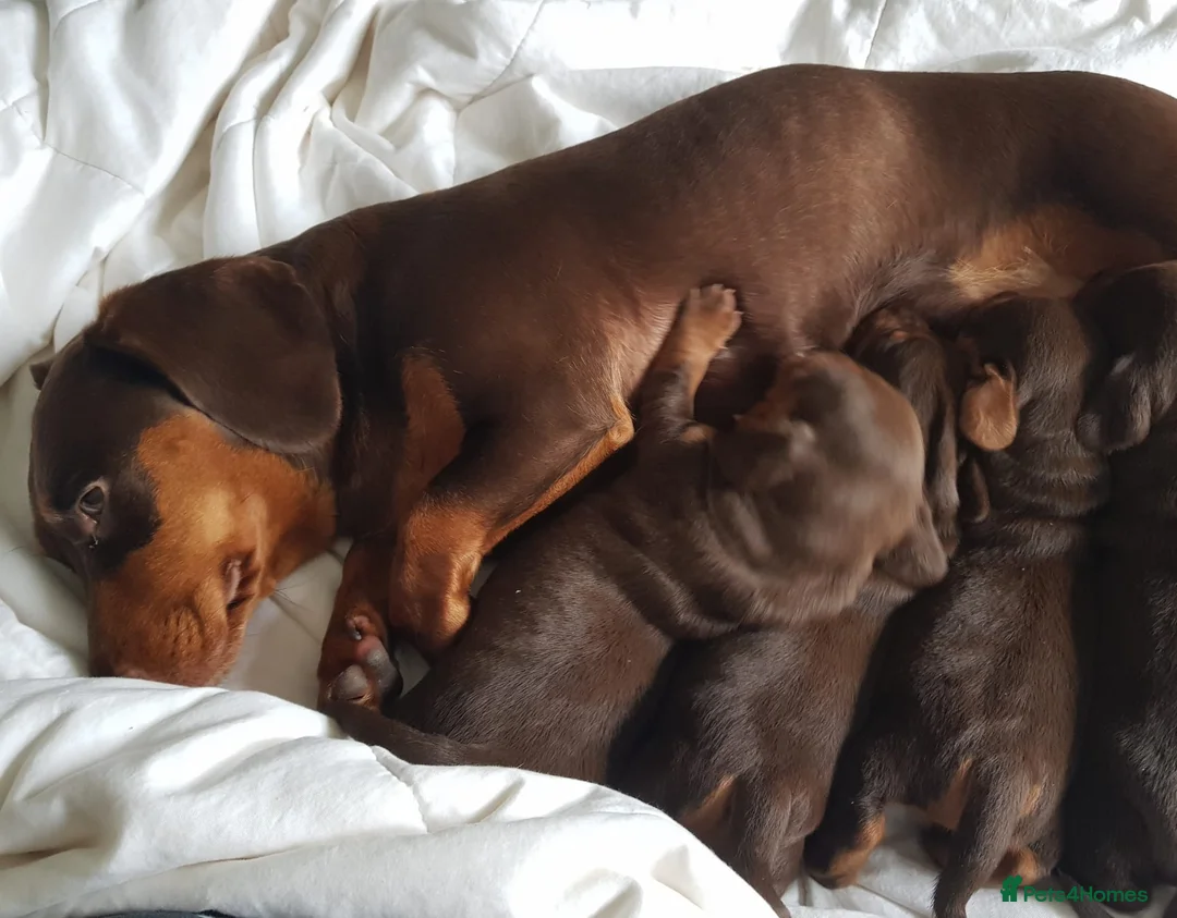 Dachshund dogs for sale: Stunning dashounds  - Advert 8