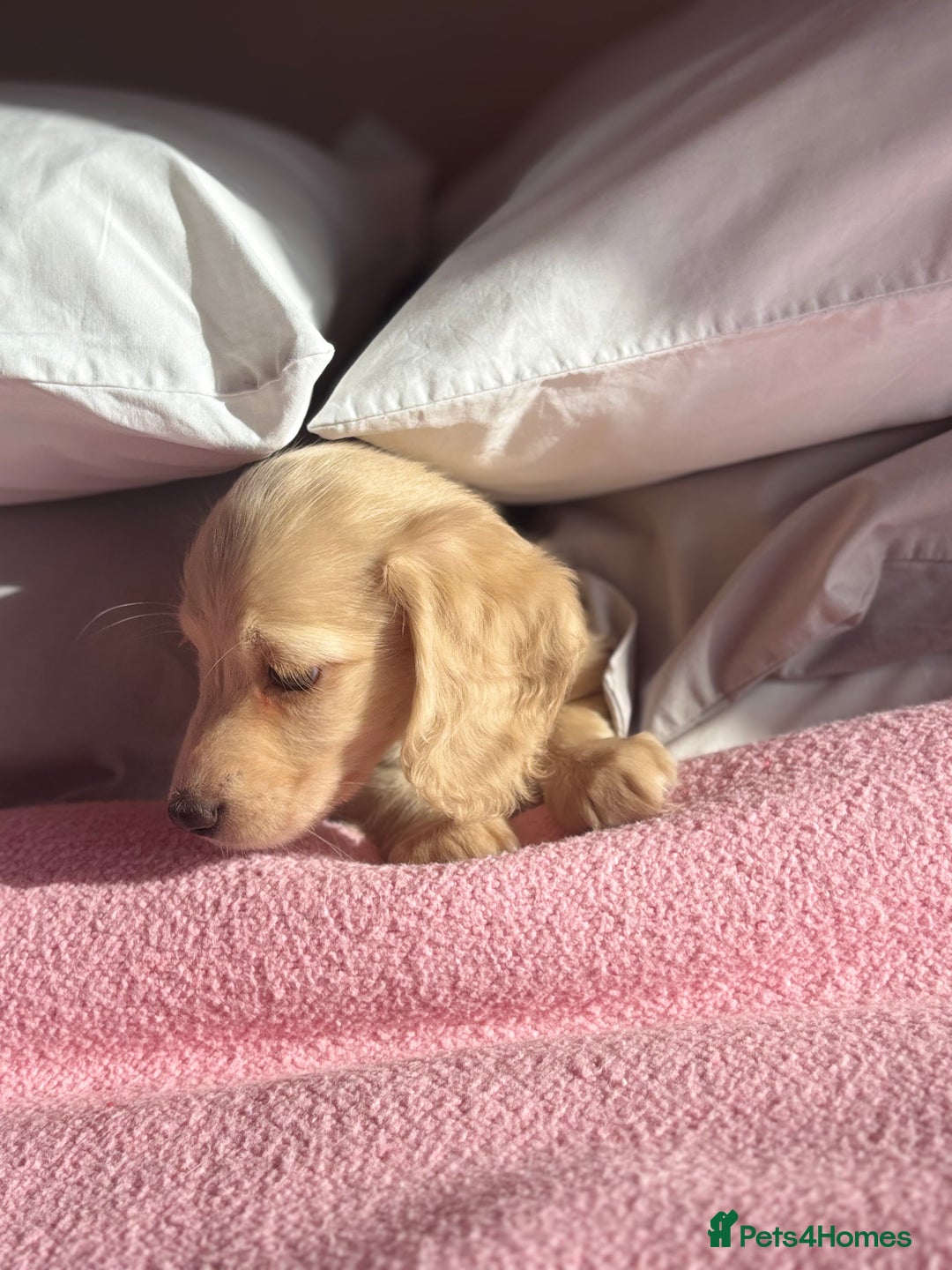 Miniature Dachshund dogs for sale: KC 🐶 Miniature Long Haired Cream Dachshund 🐶  - Advert 8