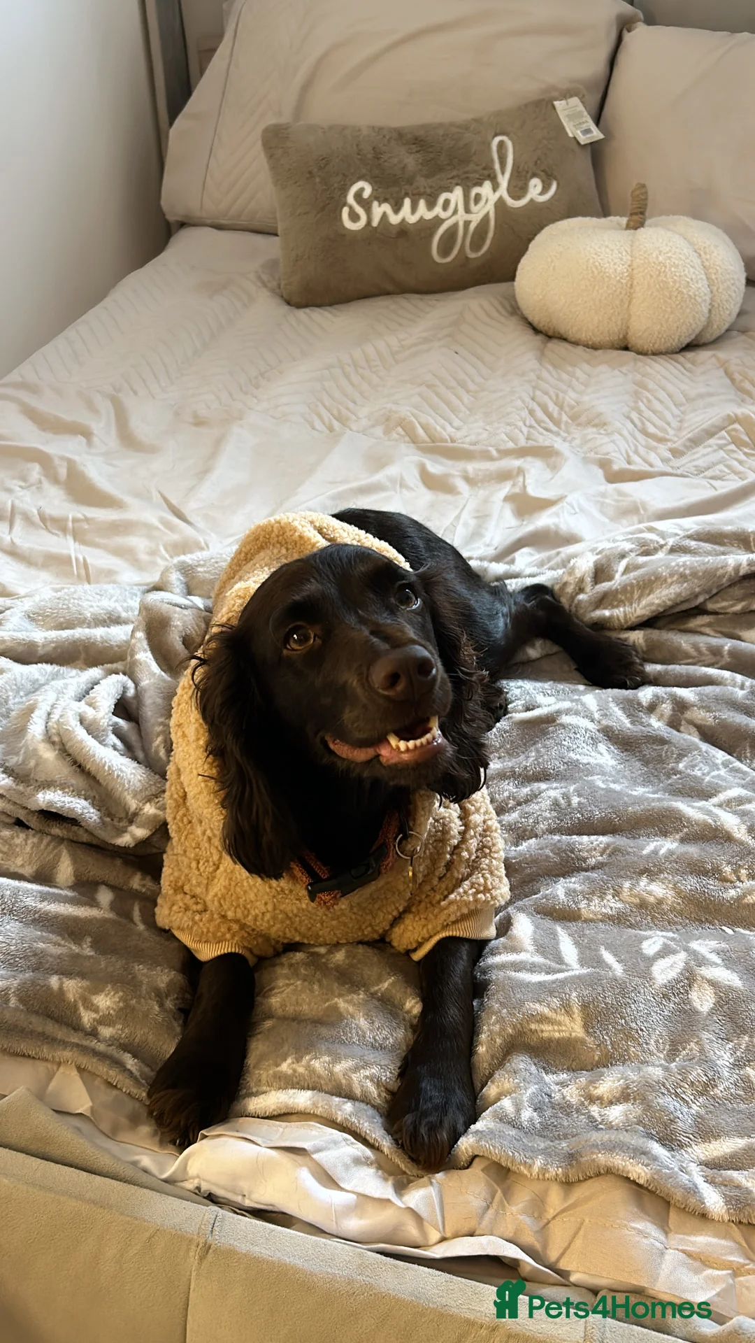 Cocker Spaniel dogs for sale: Rehoming rosie - Advert 4