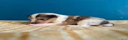 Shetland Sheepdog dogs for sale: Shetland Sheepdog Puppies  in Brough - Advert 13