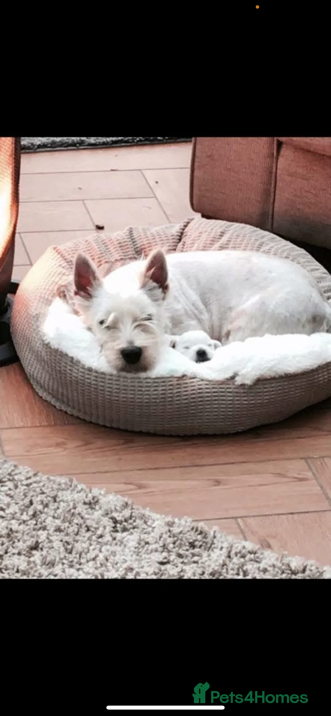 West Highland Terrier dogs for sale: Kc Westies pup - Advert 1