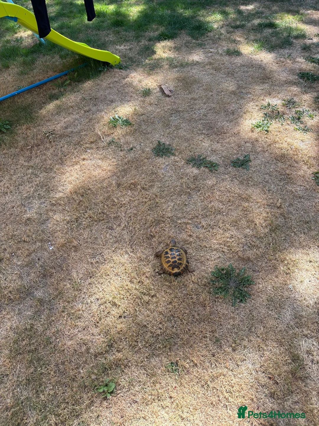 Tortoise reptiles for sale: Russian tortoise full size in Robertsbridge - Advert 2