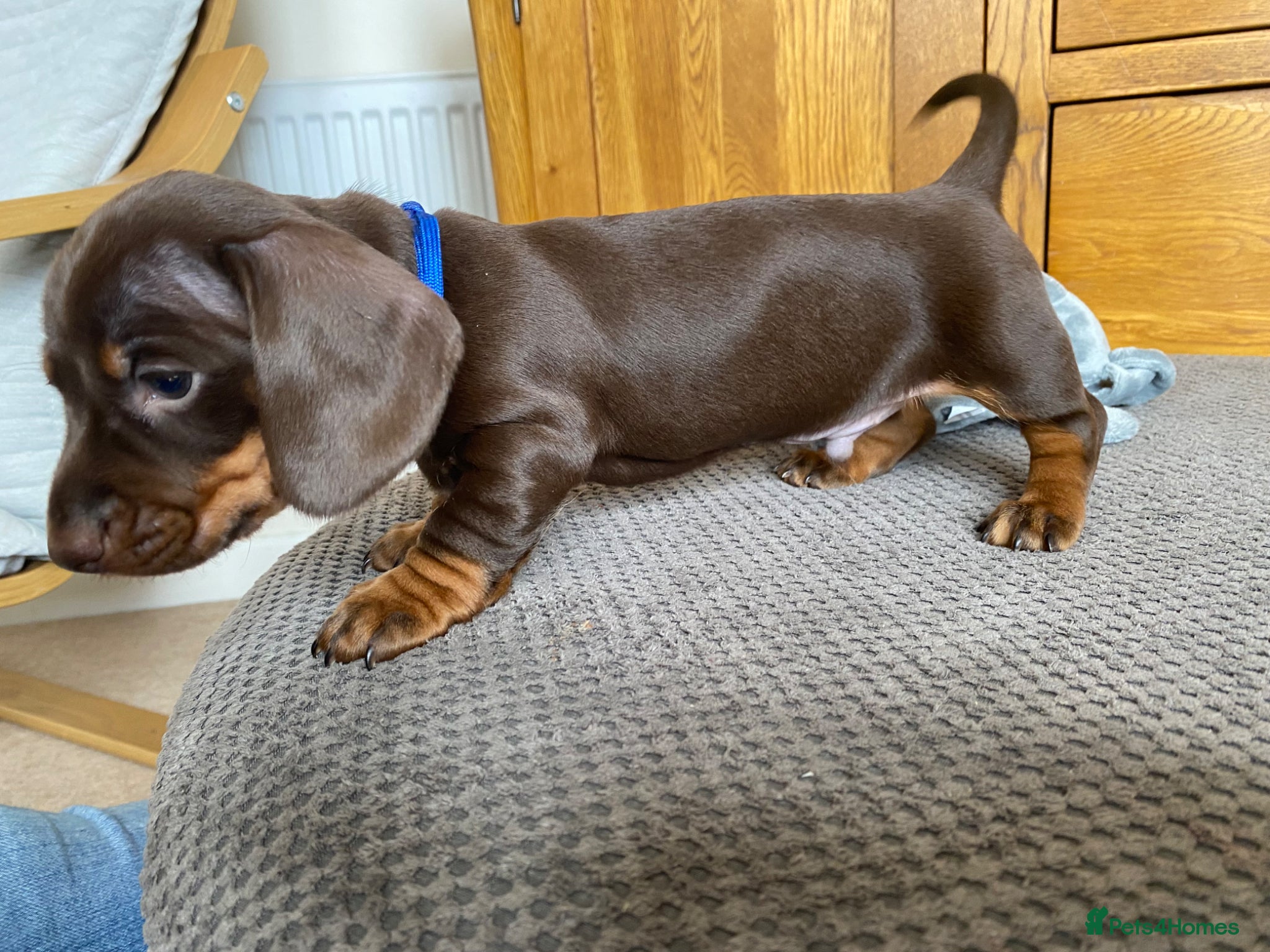 Miniature Dachshund dogs 🐶 last 2 Males Awaiting to be Chosen 🐶 - Advert 2