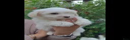 Coton De Tulear dogs for sale: Gorgeous Coton de Tulear puppies KC registered - Advert 8