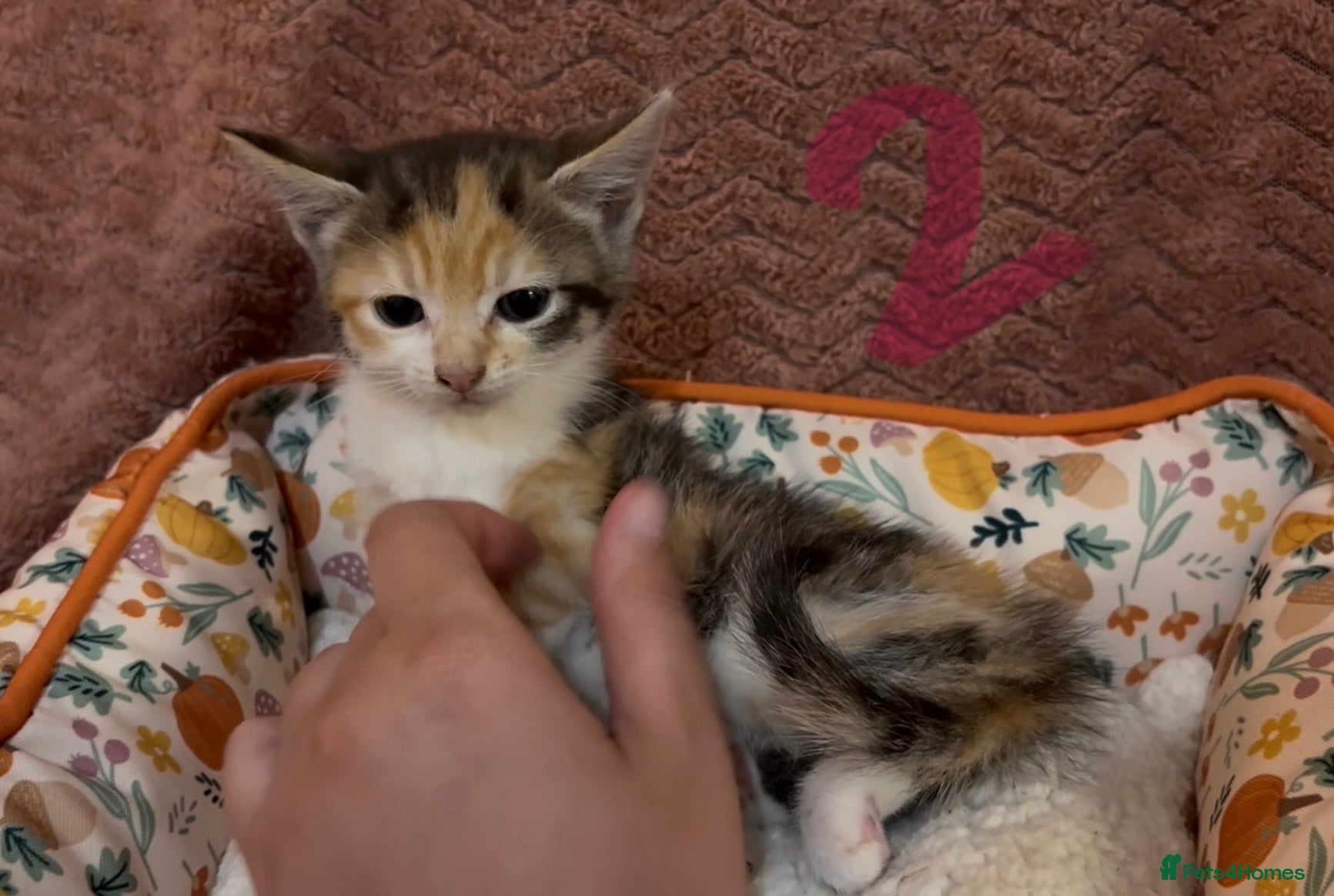 Mixed Breed cats for sale: 8 beautiful kittens ready for loving homes  - Advert 9