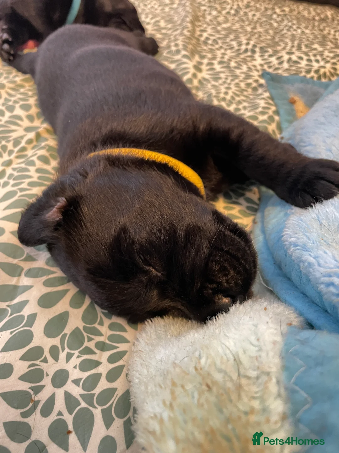 Labrador Retriever dogs for sale: FtCh Fendawood Pioneer x Inka Squamscott (Imp US) - Advert 16