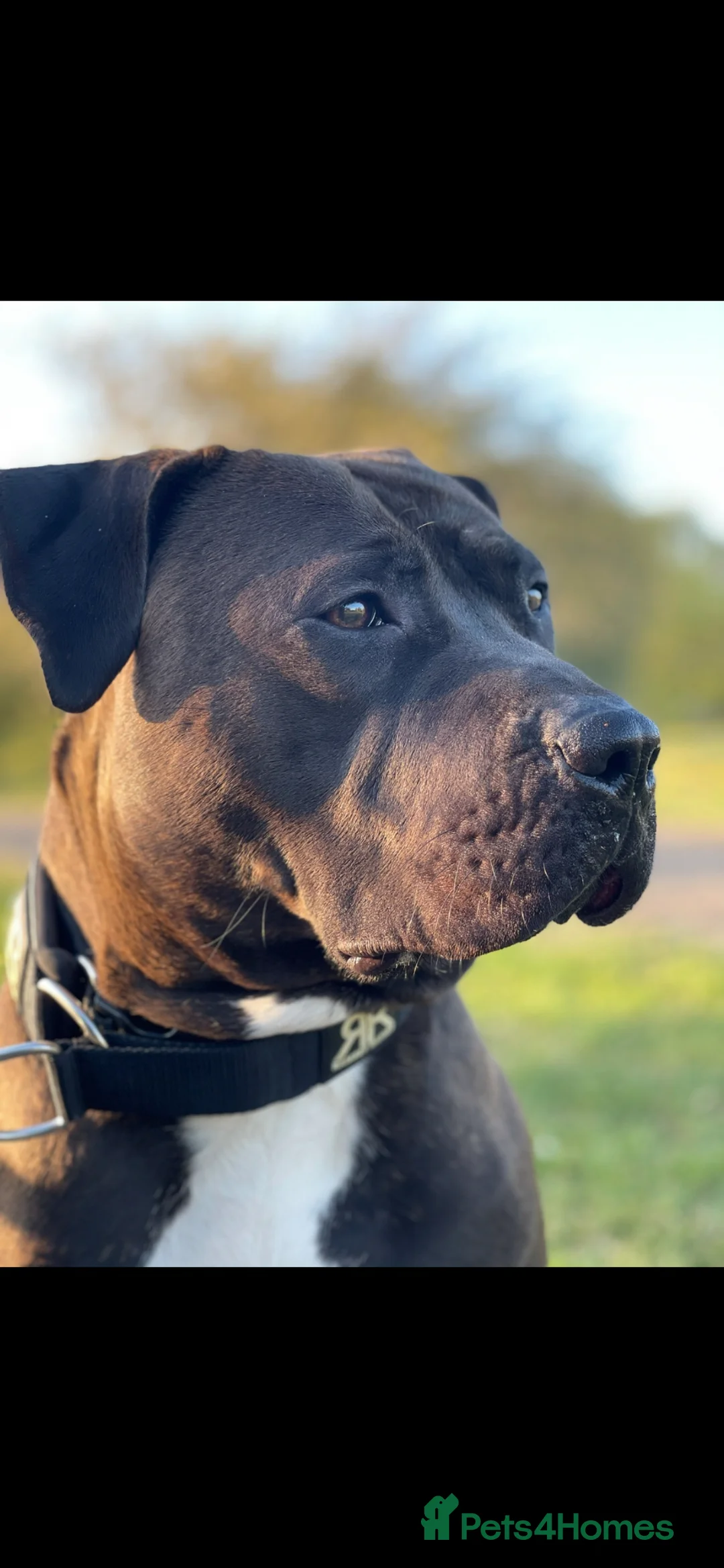 American Bully dogs for sale: Standard American Bully Female - Advert 2