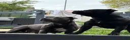 Staffordshire Bull Terrier dogs for sale: Stunning staffy puppies in Redditch - Advert 20