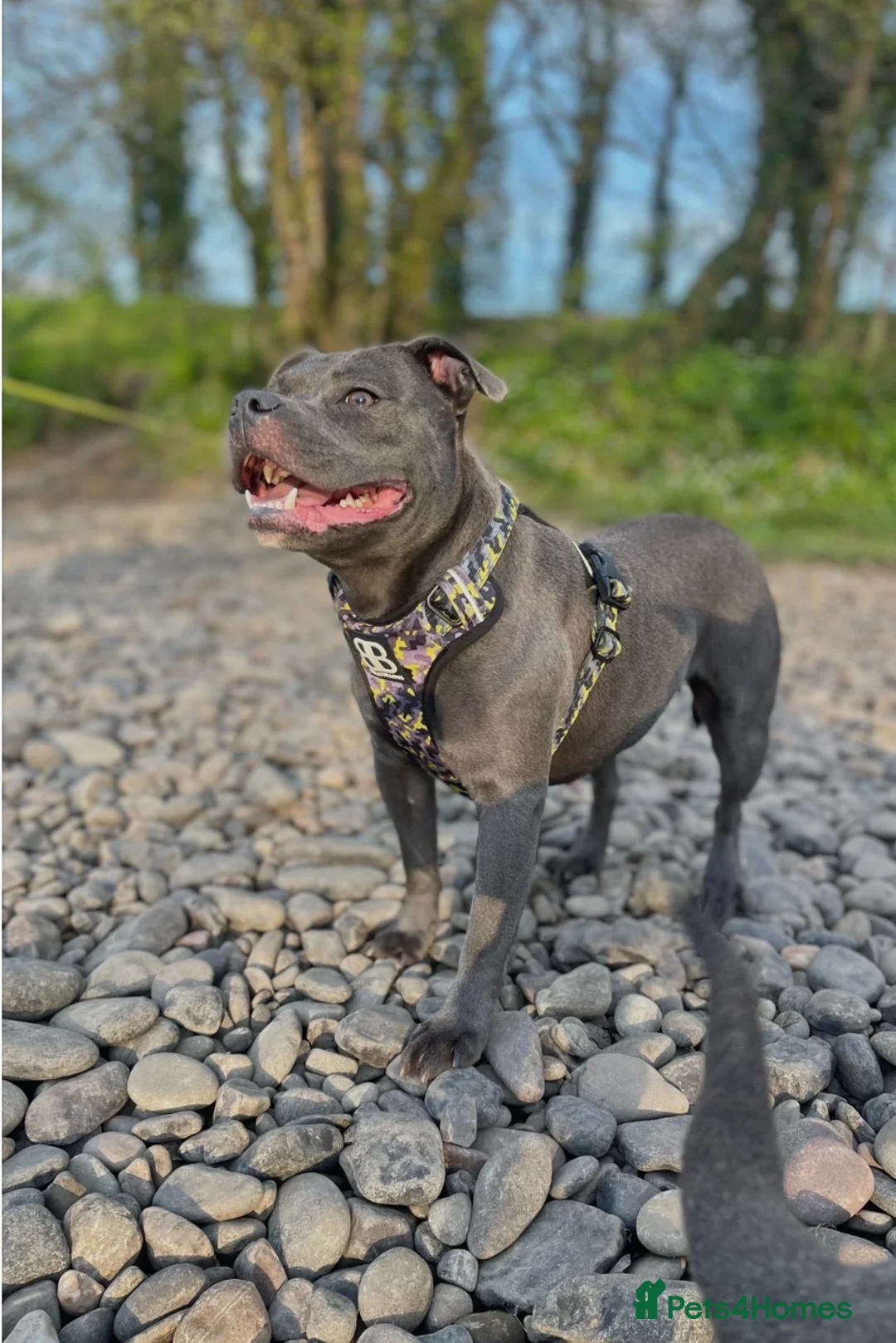 Staffordshire Bull Terrier dogs for sale: Beautiful Blue Staffordshire Bull Terrier Pup - Advert 24