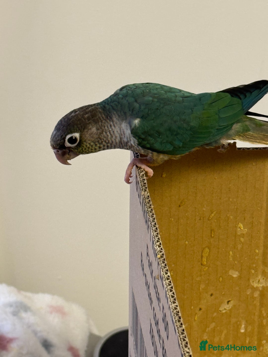 Lorikeets birds for sale: Hand fed baby conures for sale rare breed - Image 4