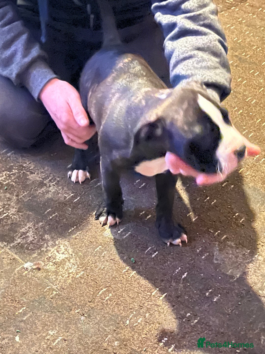 Mixed Breed dogs for sale: Staff x American bully male puppy  - Advert 10