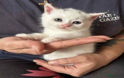 Siamese cats for sale: Siamese and Turkish Angora kittens - Advert 2