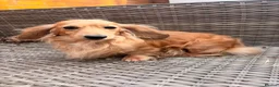 Miniature Dachshund dogs for sale: Quality english cream mini dachshunds - Advert 11