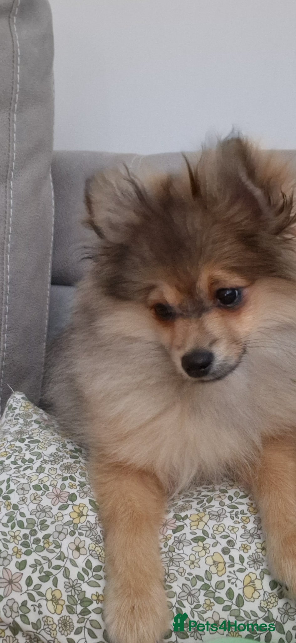 Pomeranian dogs  The Last Boy  Beautiful Pomeranian Ready Now - Advert 2