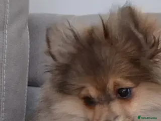 Pomeranian dogs The Last Boy Beautiful Pomeranian Ready Now - Advert 18