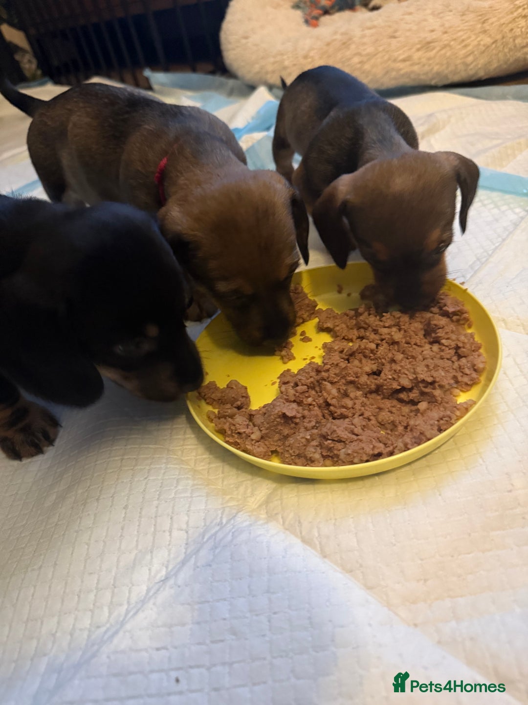 Dachshund dogs for sale: Tweenie Dachshunds  - Advert 8