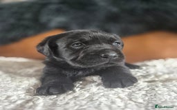 Labrador Retriever dogs for sale: High Quality Black Labrador Puppies - Image 10