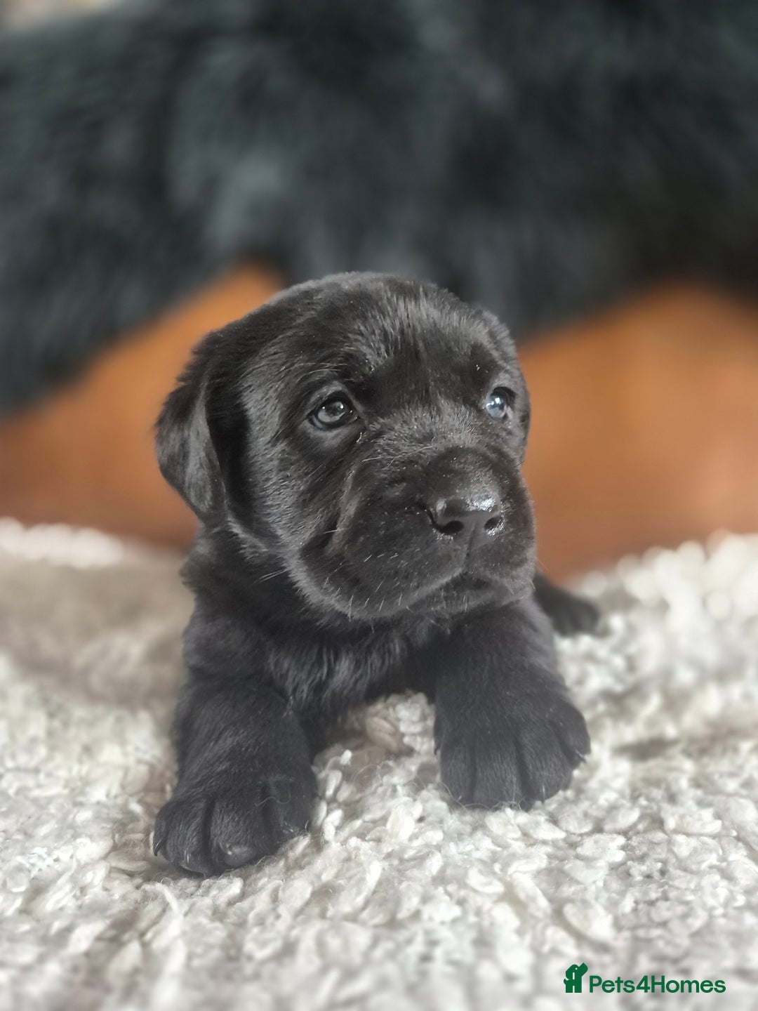 Labrador Retriever dogs for sale: High Quality Black Labrador Puppies - Image 10
