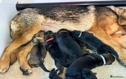 German Shepherd dogs for sale: KC Registered German Shepard Babies 🐾🐾🐾 - Image 18
