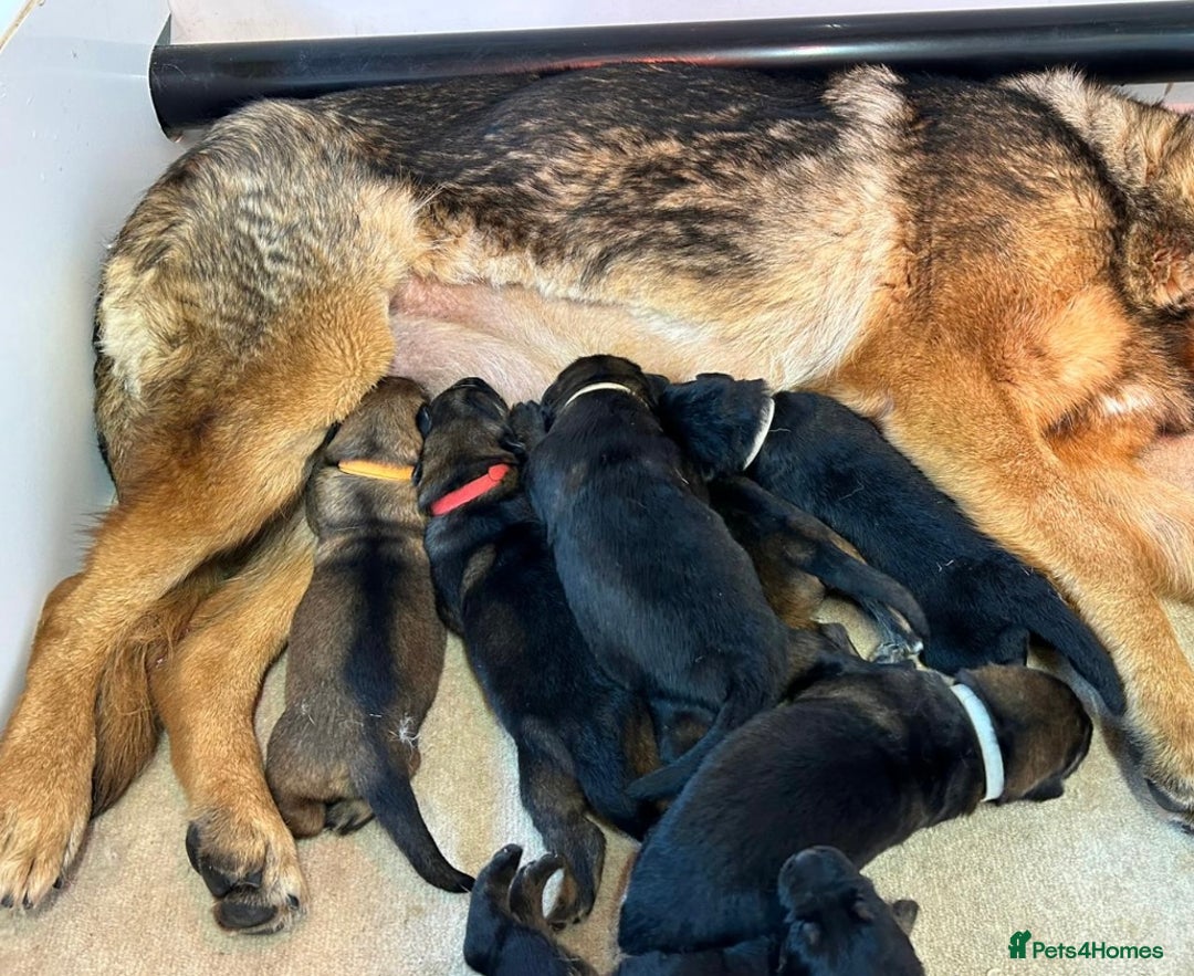 German Shepherd dogs for sale: KC Registered German Shepard Babies 🐾🐾🐾 - Image 18