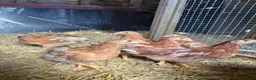 Chickens poultry for sale: 6 week old ISA Brown Pullets - Advert 2