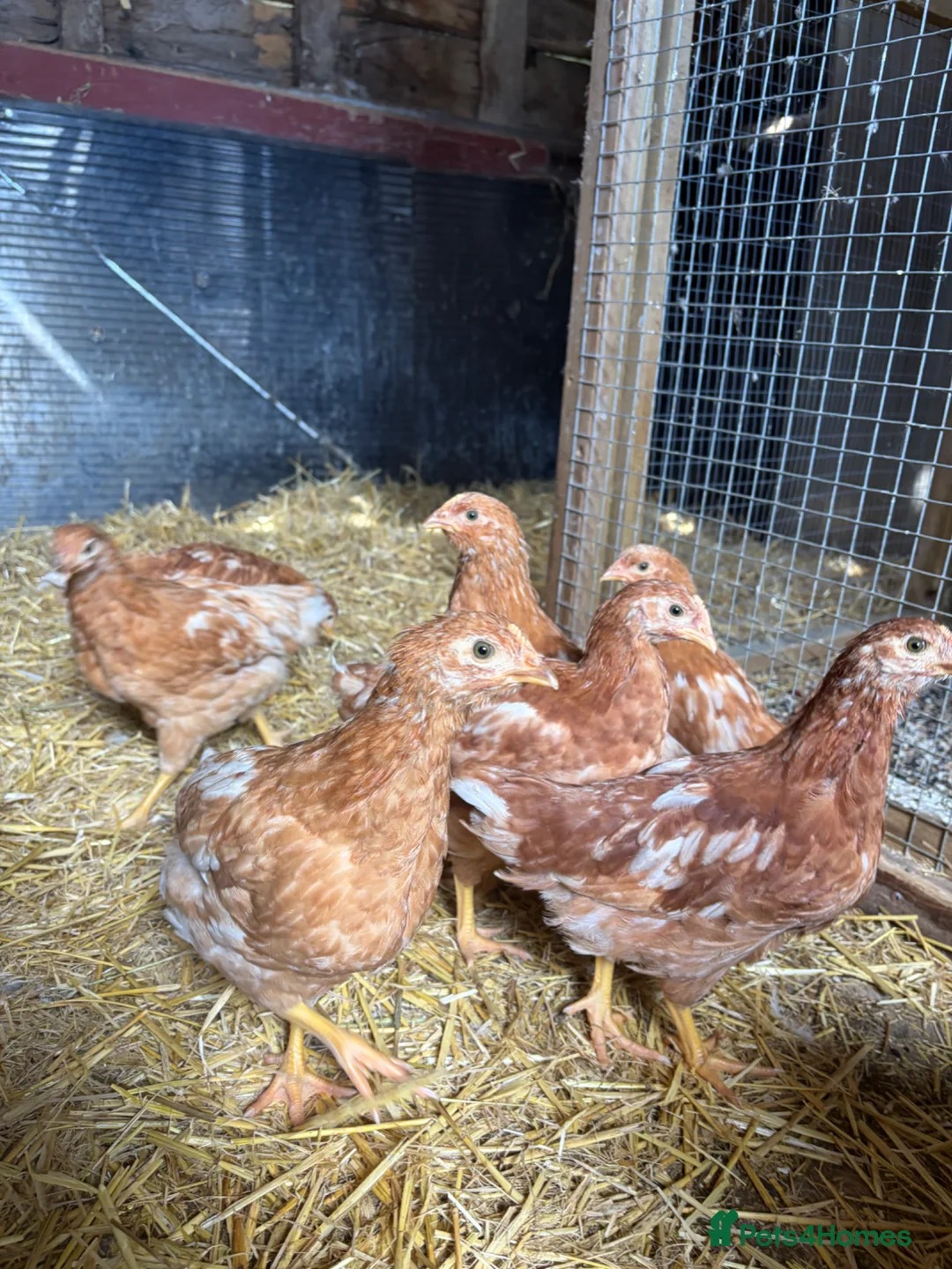Chickens poultry for sale: 6 week old ISA Brown Pullets - Advert 2