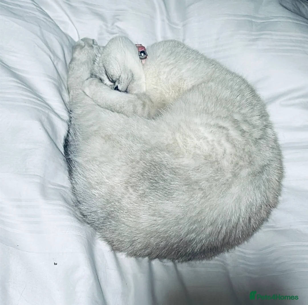 Scottish Fold cats for sale: Beautiful Scottish fold  - Advert 7