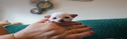 Devon Rex cats for sale: Devon rex kittens FIFE registered/spayed in Rainham - Advert 8