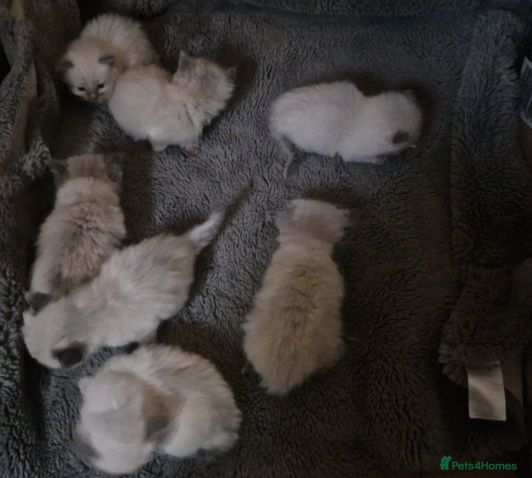 Ragdoll cats for sale: Cute playful ragdoll kittens 😸  - Advert 11