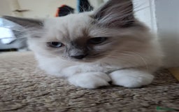 Ragdoll cats for sale: Ragdolls - Image 7
