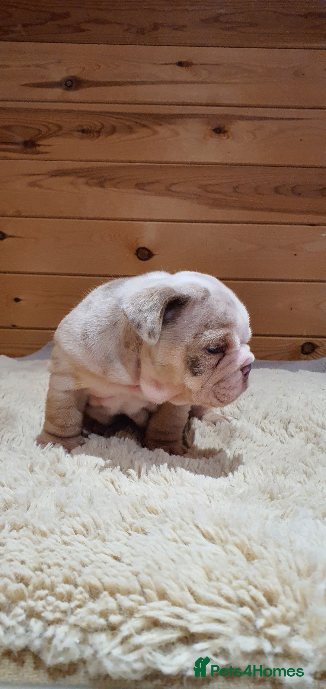 English Bulldog dogs for sale: Stunning English bulldog - Advert 3