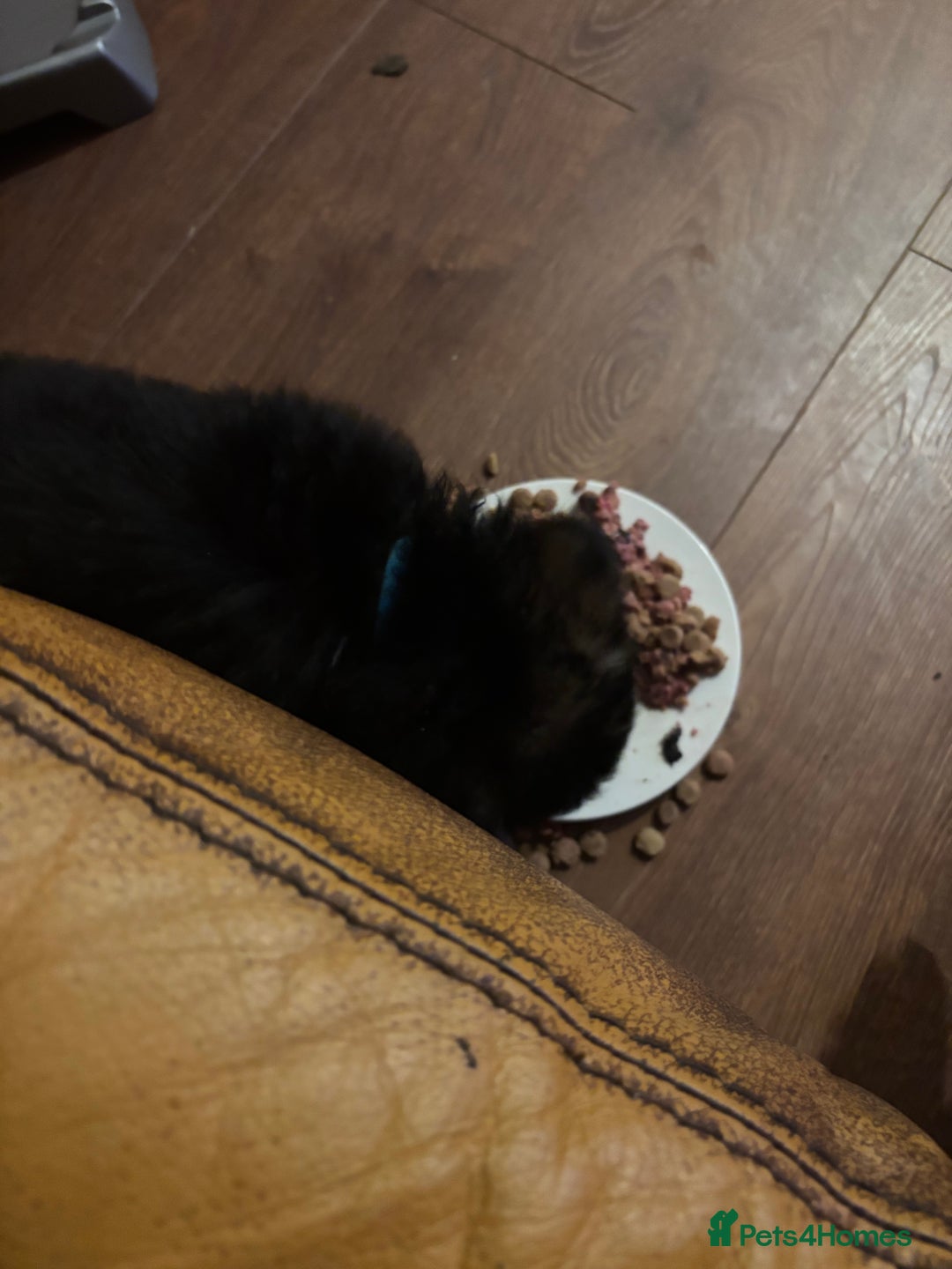 German Shepherd dogs for sale: German Shepherd puppies - Advert 20