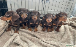 Dachshund dogs for sale: Standard Dachshund Puppies Ready Now - Image 4