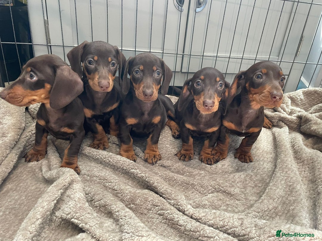 Dachshund dogs for sale: Standard Dachshund Puppies Ready Now - Image 4